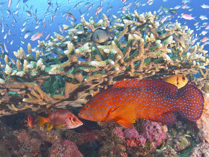 coral cod